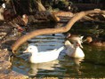 /album/galleria-foto-anatre/img-5048-jpg/